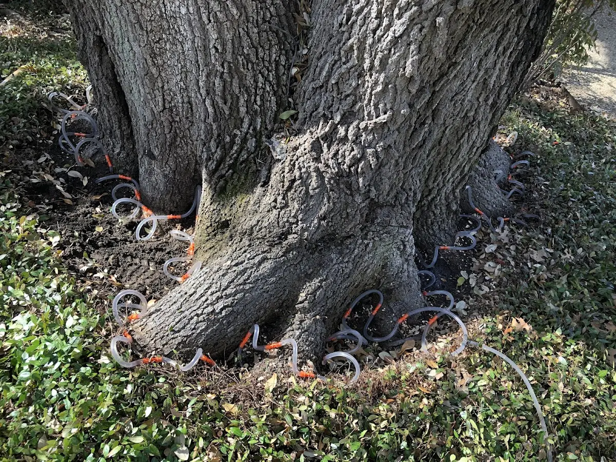 Detailed Tree Cabling and Bracing job site in Waveland
