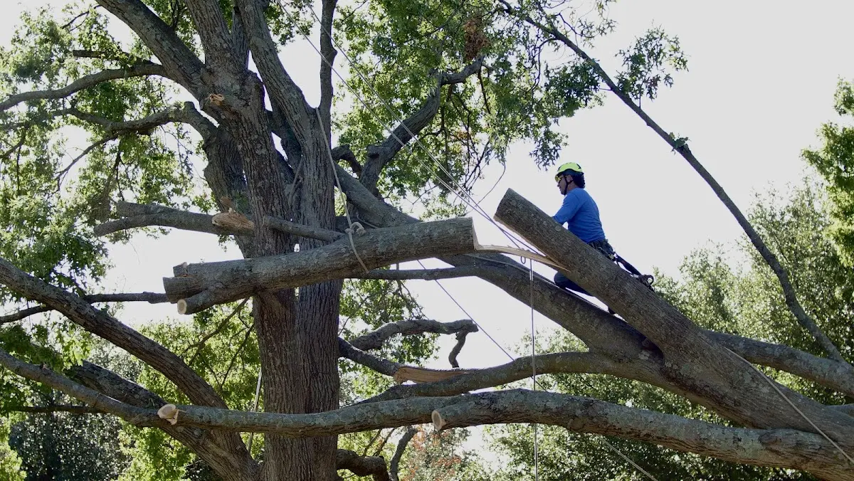 Professional Crown Thinning performed by certified arborists in Waveland