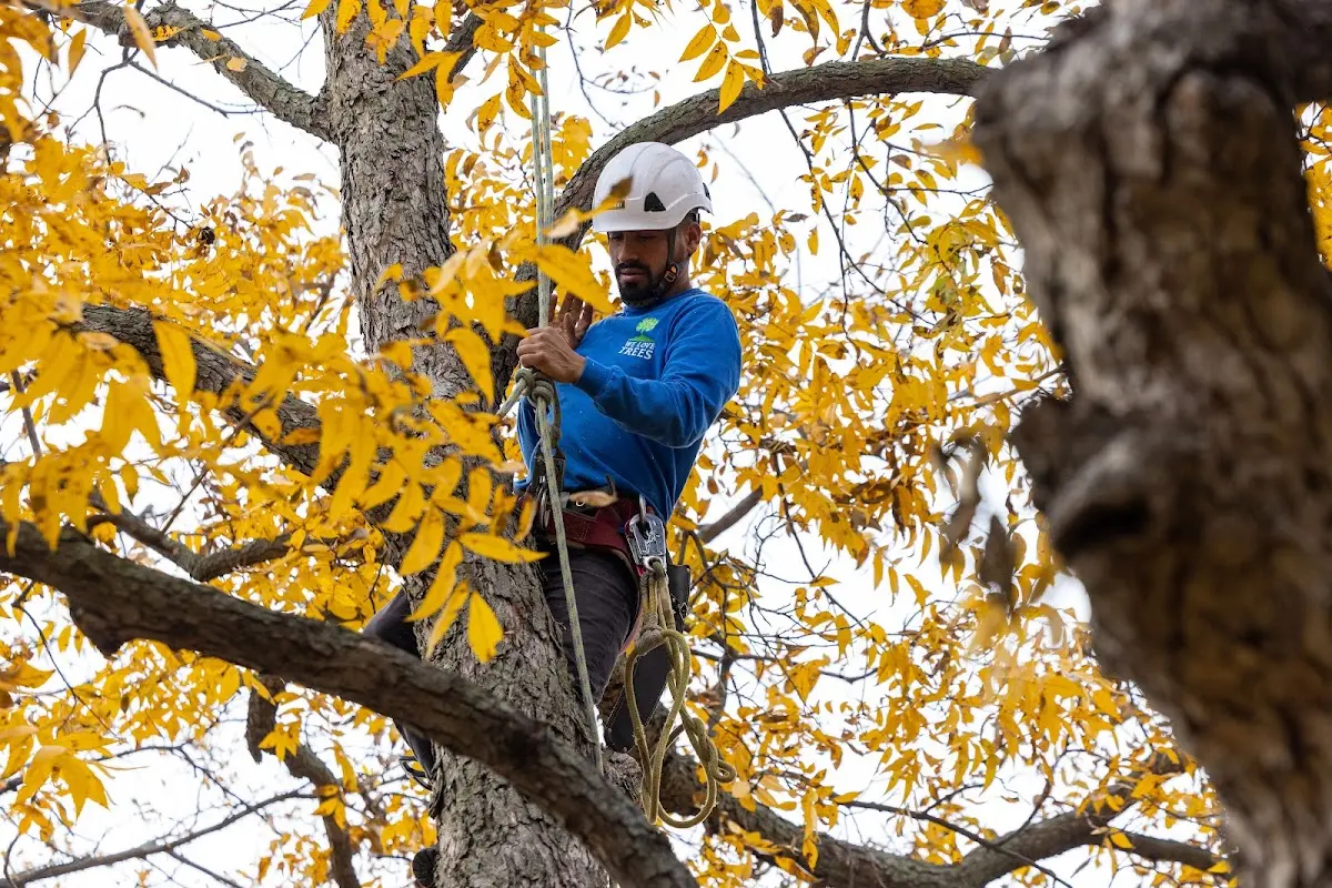 Skilled Storm Damage Cleanup crew working in Waveland